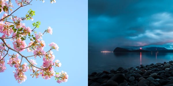 Clear flowers ocean clouds