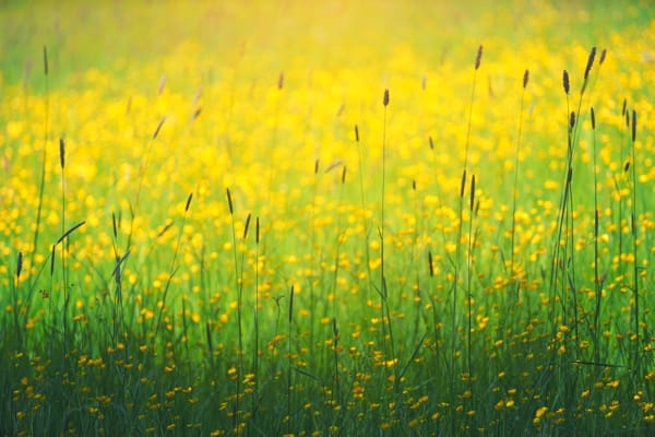 flowers grass